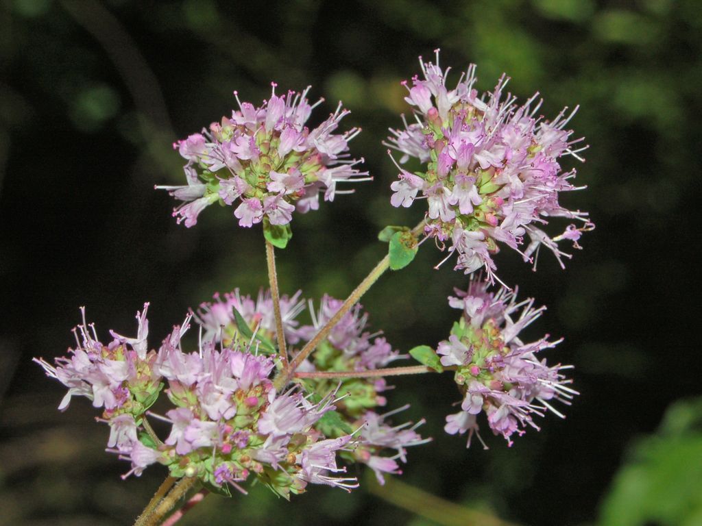 Origanum vulgare